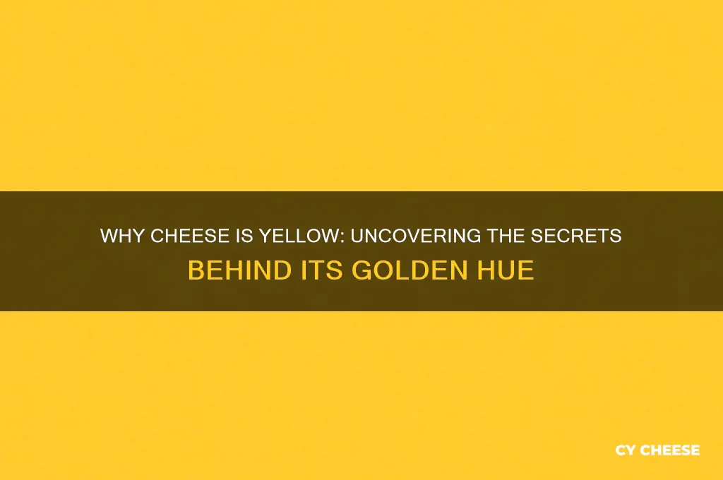 why cheese is yellow