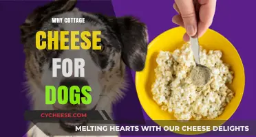Cottage Cheese for Dogs: Nutritional Benefits and Safe Serving Tips