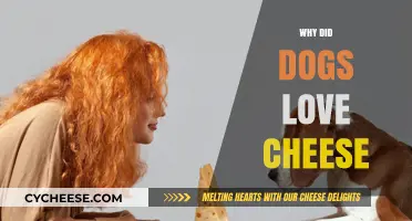 Why Dogs Love Cheese: Uncovering the Tasty Canine Obsession