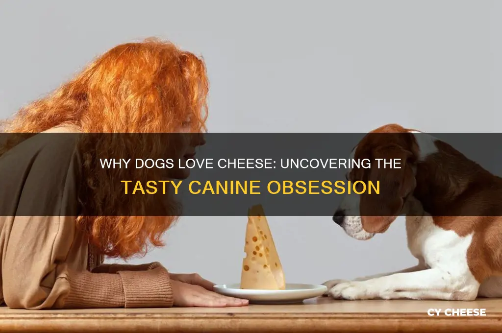 why did dogs love cheese