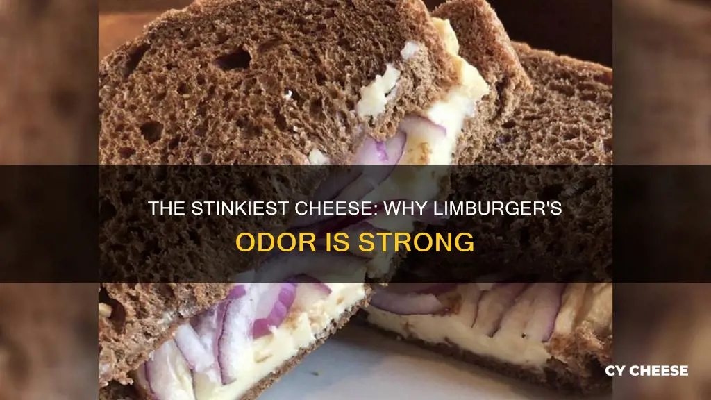why did limburger cheese smell so bad