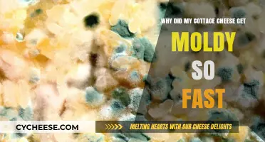 Why Cottage Cheese Molds Quickly: Causes and Prevention Tips