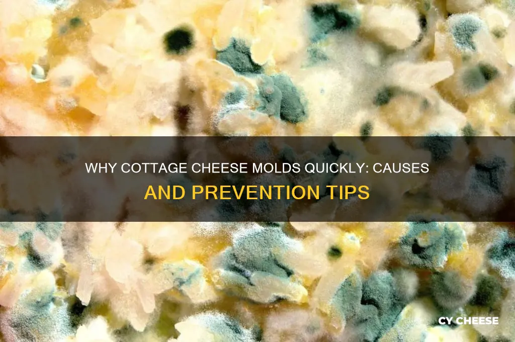 why did my cottage cheese get moldy so fast