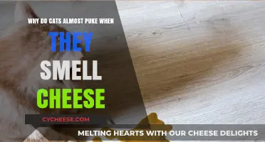 Why Cats Gag on Cheese: Unraveling the Smelly Mystery