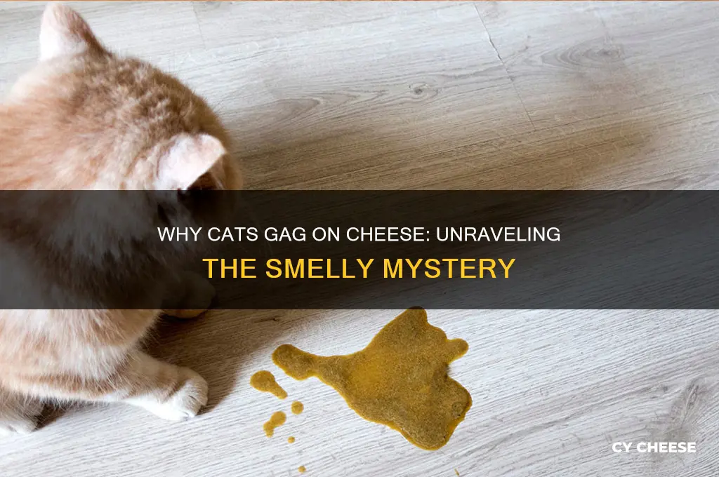 why do cats almost puke when they smell cheese