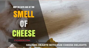 Why Cats Gag at Cheese Smell: Unraveling the Feline Mystery