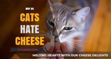 Why Cats Despise Cheese: Unraveling the Feline-Dairy Mystery