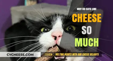 Why Cats Love Cheese: Unraveling Their Cheesy Obsession