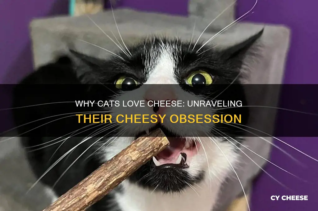 why do cats like cheese so much
