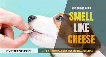 The Science Behind the Cheesy Smell of Dog Paws