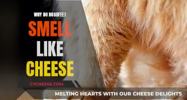 The Science Behind Fido's Cheesy Feet: An Odor Mystery