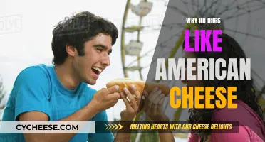 American Cheese: Why Dogs Love This Dairy Treat