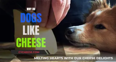 Cheese: A Dog's Favorite Treat, But Why?