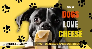 Why Do Dogs Love Cheese? Uncovering the Tasty Canine Obsession