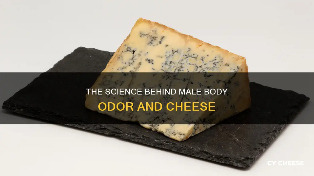 why do guys smell like cheese