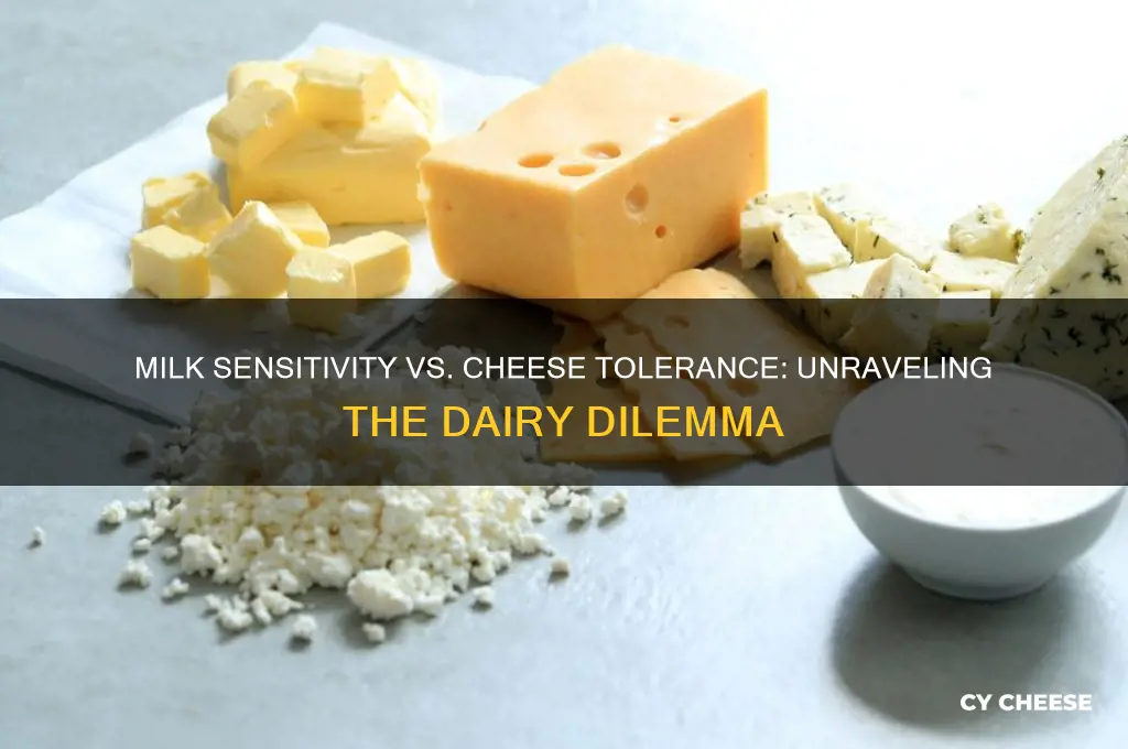 why do i react to milk but not cheese