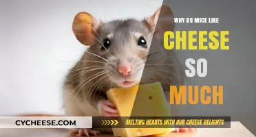 Why Mice Love Cheese: Unraveling the Myth and Reality