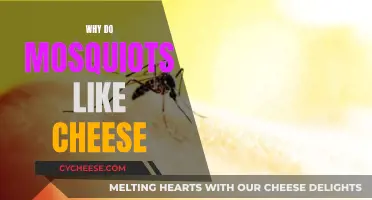 Mosquitoes and Cheese: An Unlikely Attraction Explained