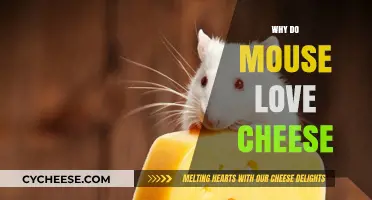 Why Mice Love Cheese: Unraveling the Myth and Reality