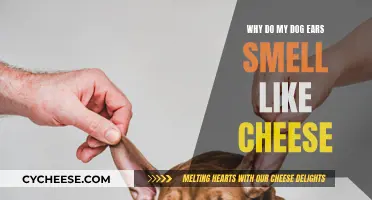 Cheesy Dog Ears: Why Does This Happen?