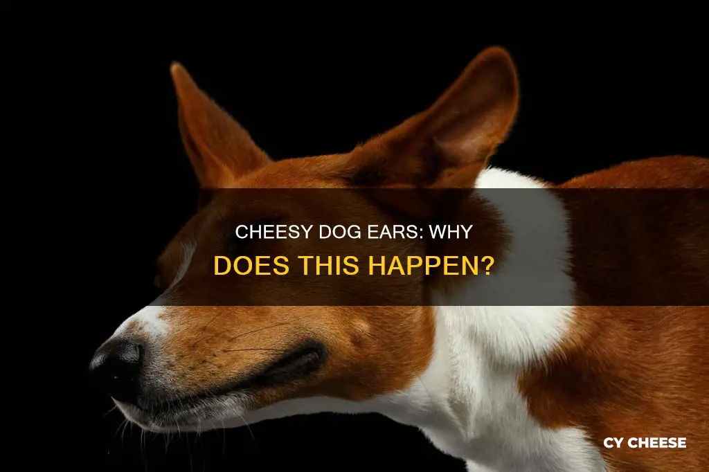 why do my dog ears smell like cheese
