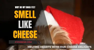 The Mystery of Cheesy Dog Feet: Why It Happens