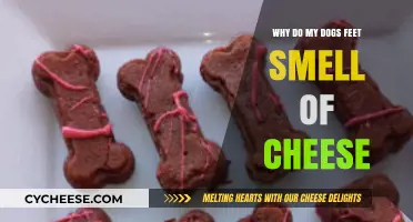 Why Do My Dog's Feet Smell Like Cheese? Explained