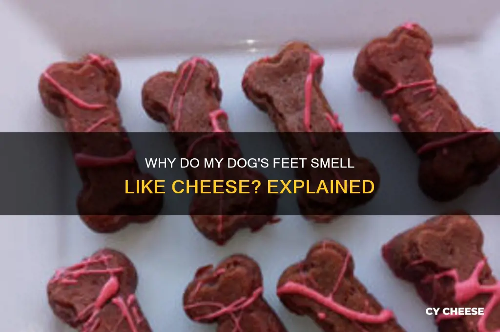 why do my dogs feet smell of cheese