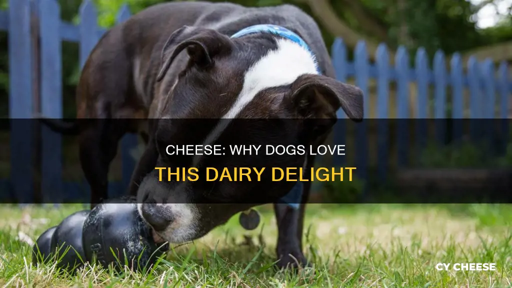 why do my dogs like cheese