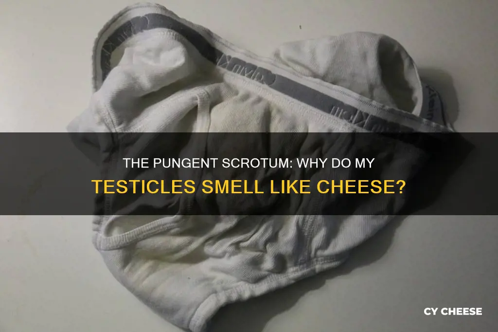 why do my testicles smell like cheese