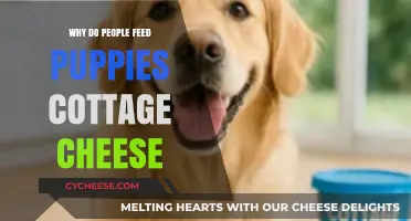 Cottage Cheese for Puppies: Benefits, Risks, and Feeding Tips