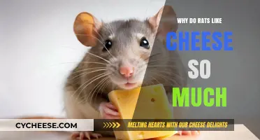 Why Rats Love Cheese: Unraveling the Myth and Reality