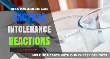Cheese and Lactose Intolerance: Why Some Varieties Are Digestible