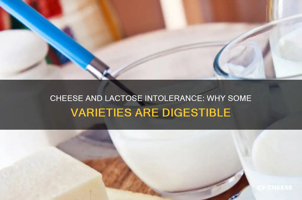 why do some cheeses not cause lactose intolerance reactions