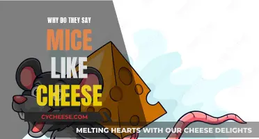The Truth Behind Mice's Love for Cheese