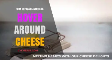 Why Wasps and Bees Are Drawn to Cheese: Unraveling the Mystery