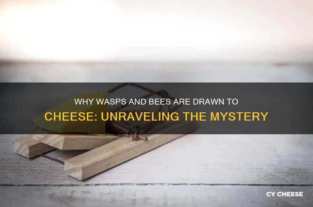 why do wasps and bees hover around cheese