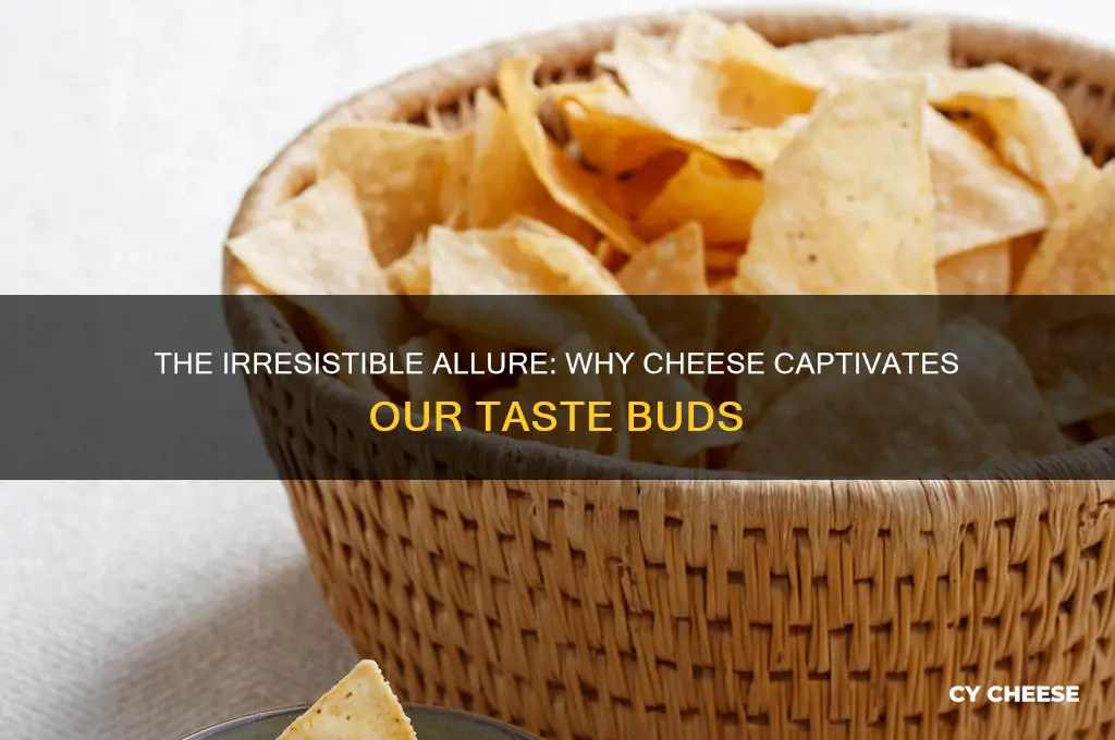 why do we love cheese so much