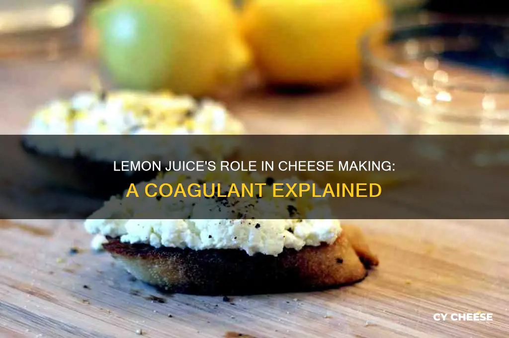 why do you add lemon joice in making cheese