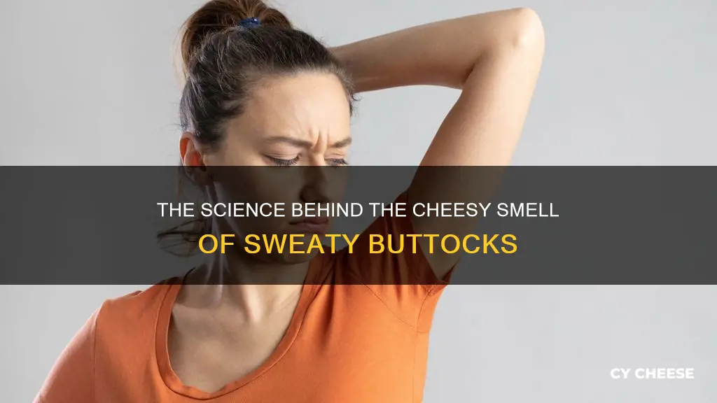 why does a sweaty asscrack smell like cheese