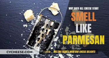 The Science Behind the Smell of Cheese