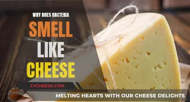 The Mystery of Cheesy-Smelling Bacteria: Unravelled