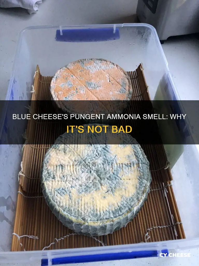 why does blue cheese smell like ammonia