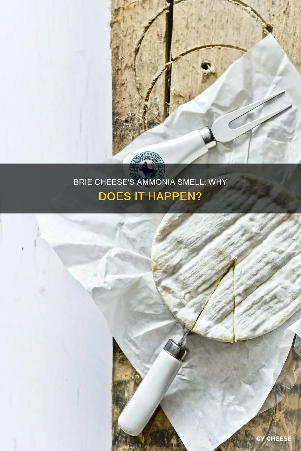 why does brie cheese smell like ammonia