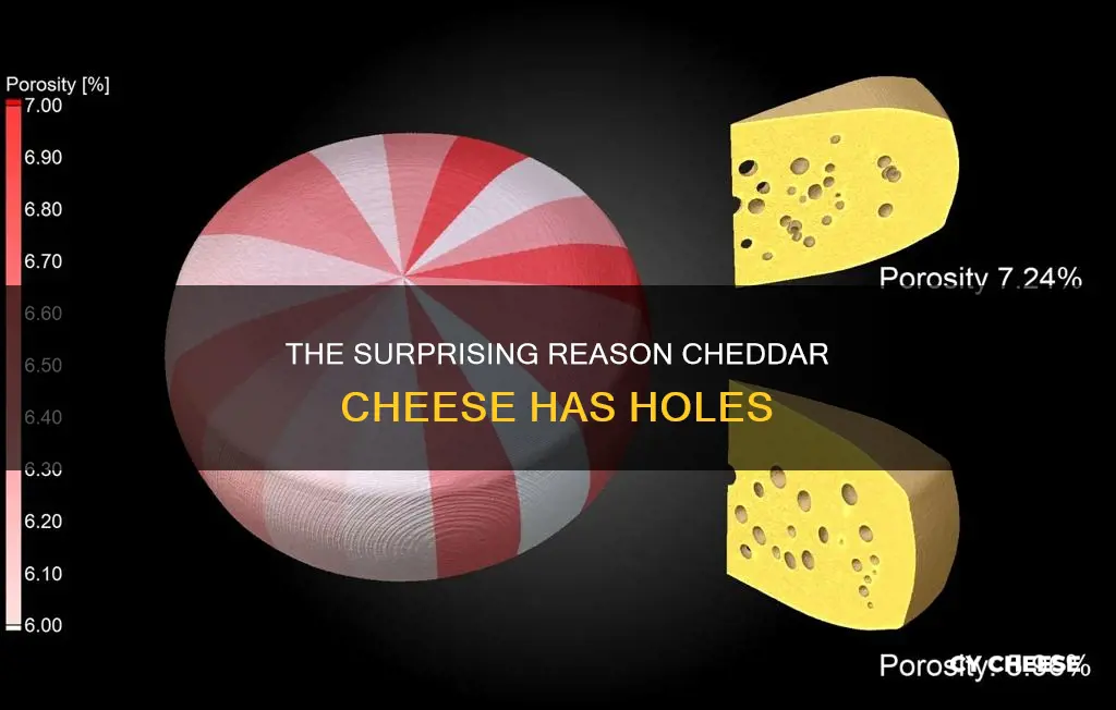 why does cheddar cheese have holes