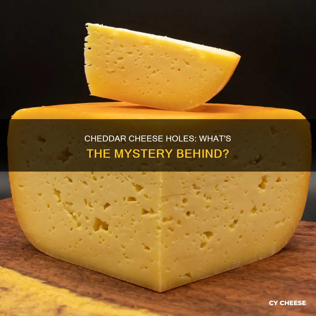 why does cheddar cheese have holes