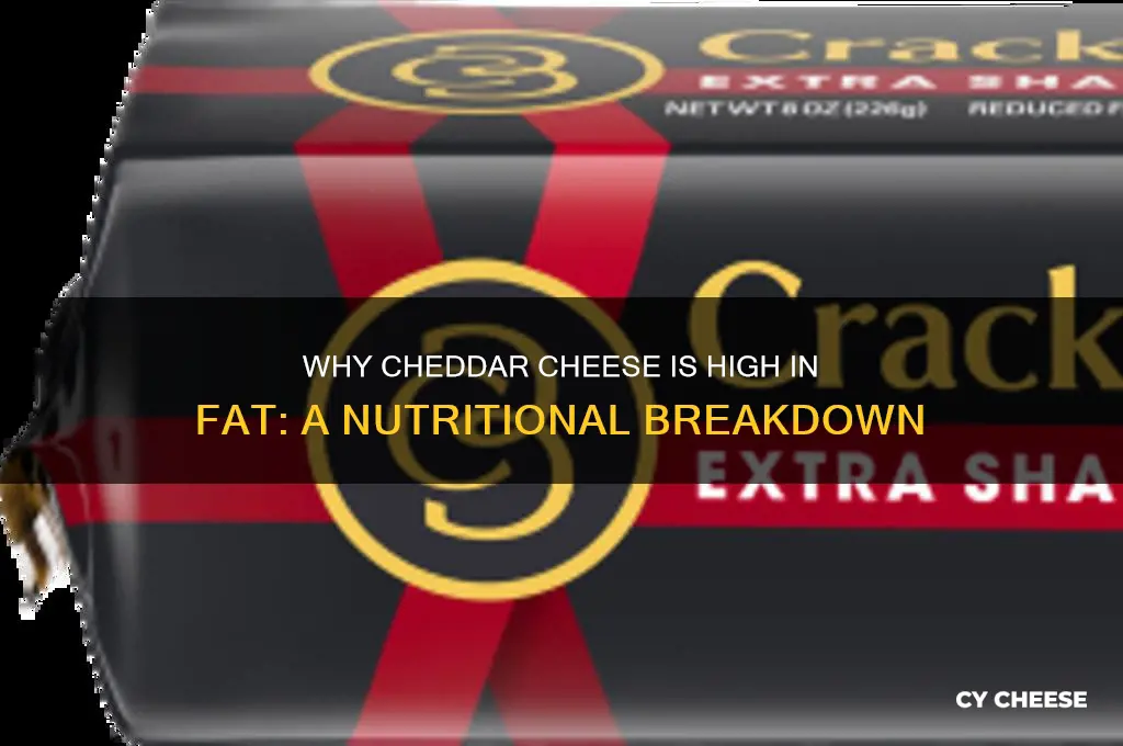 why does cheddar cheese have so much fat