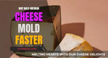 The Cheddar Conundrum: Unraveling the Mold Mystery