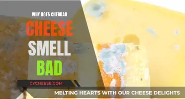 The Smelly Secret: Why Cheddar Cheese Stinks