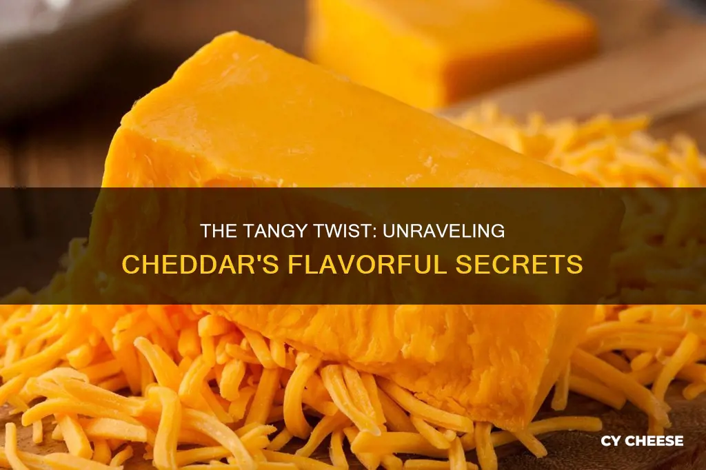 why does cheddar cheese sometimes taste more tangy